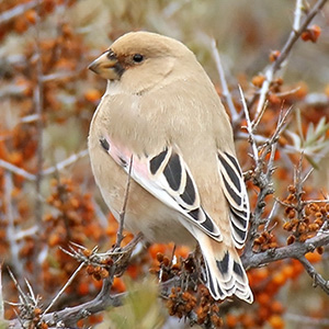 Desert Finch